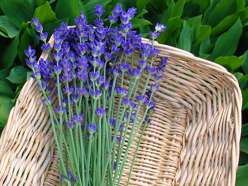 Making homemade herbal tea is an easy way to preserve the lavender from your garden!