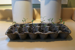 seedlings in egg carton