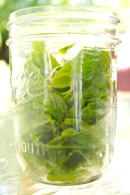 Making homemade mint tea is an easy way to preserve the mint from your garden!