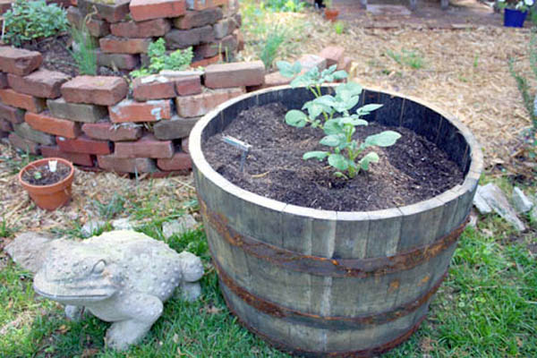 http://craftingagreenworld.com/wp-content/uploads/2017/04/whiskey-barrel-planter.jpg