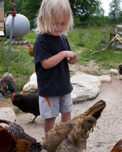 Feeding Chickens at the Hands On Art Studio