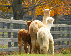 National Alpaca Farm Days • Crafting a Green World