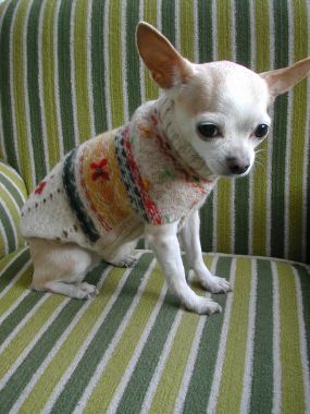 dog sweater made from old sweaters