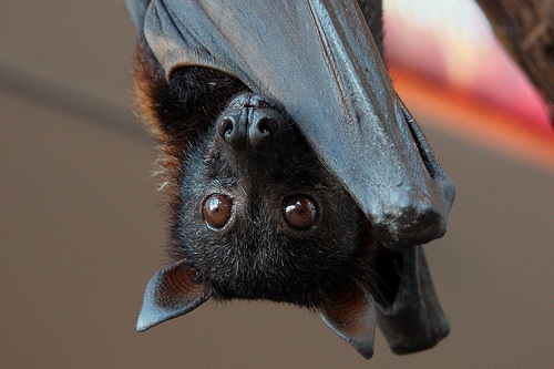 Malaysian Bat