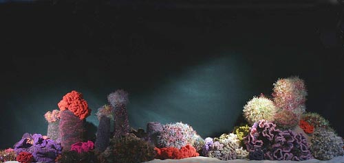 hyperbolic crochet reef
