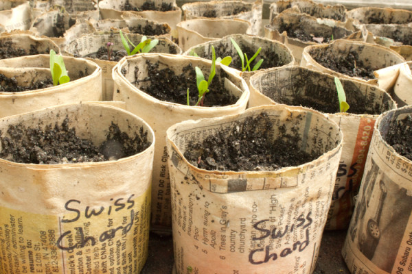 Make Upcycled Pots for Seedlings