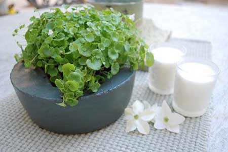 Make DIY Pots for Plants and Seedlings