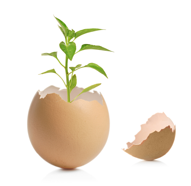 seedling in an eggshell image via Shutterstock