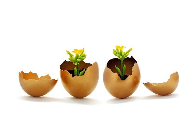 seedlings in eggshellsl image via Shutterstock