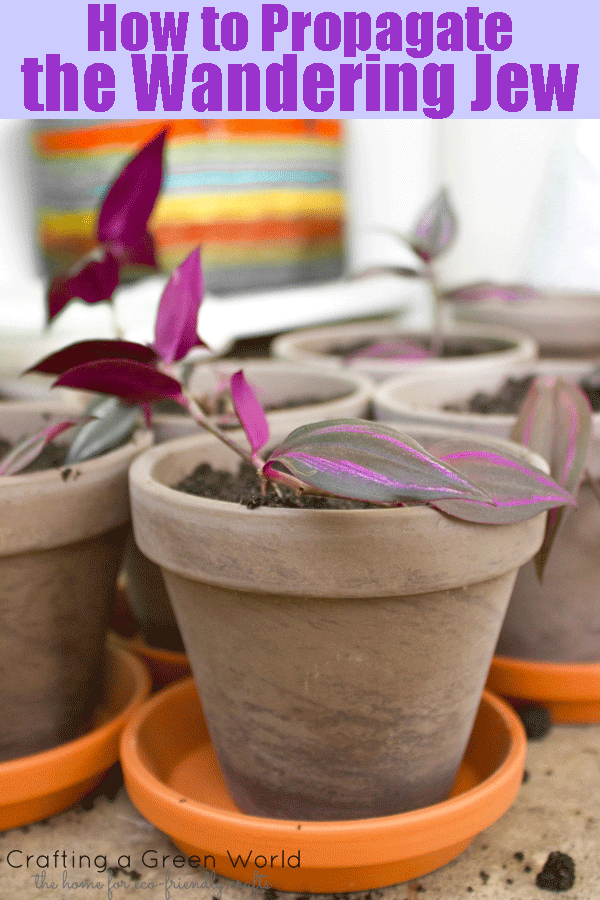 thumbnail image 2 of 24 Purple Heart Wandering Jew Cuttings (Tradescantia Zebrina) - Fast Growing, Ready To Root 2 of 6