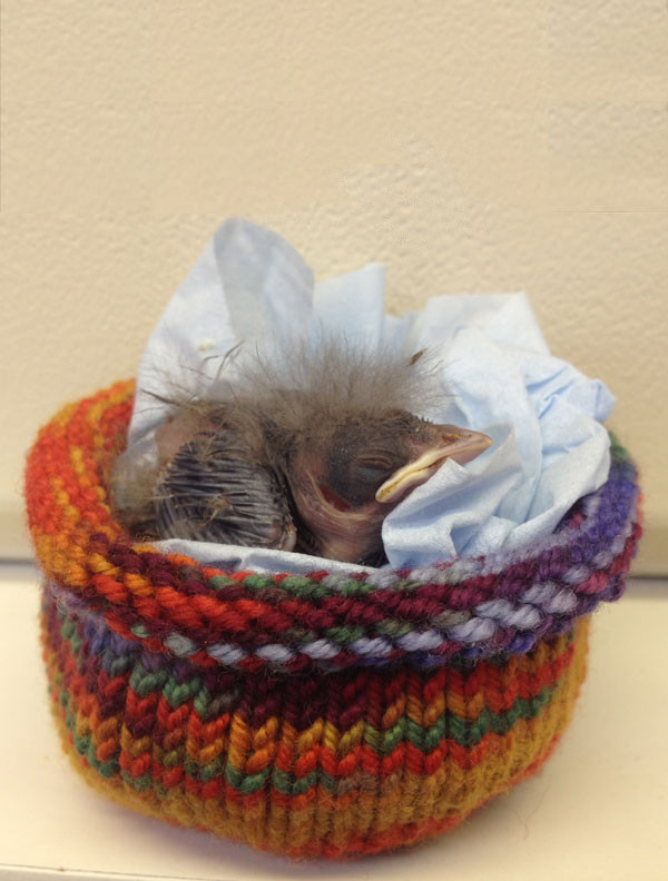 Baby Bird in a Knitted Pouch