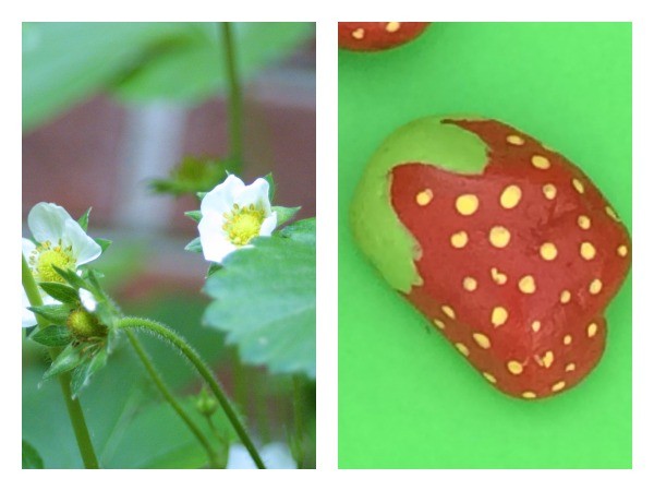 Keep birds away from strawberries with DIY decoy strawberries!
