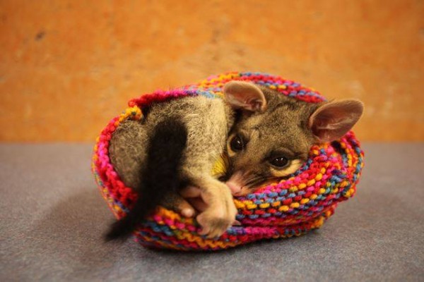 Knitted Pouch for Australia Zoo Wildlife Hospital