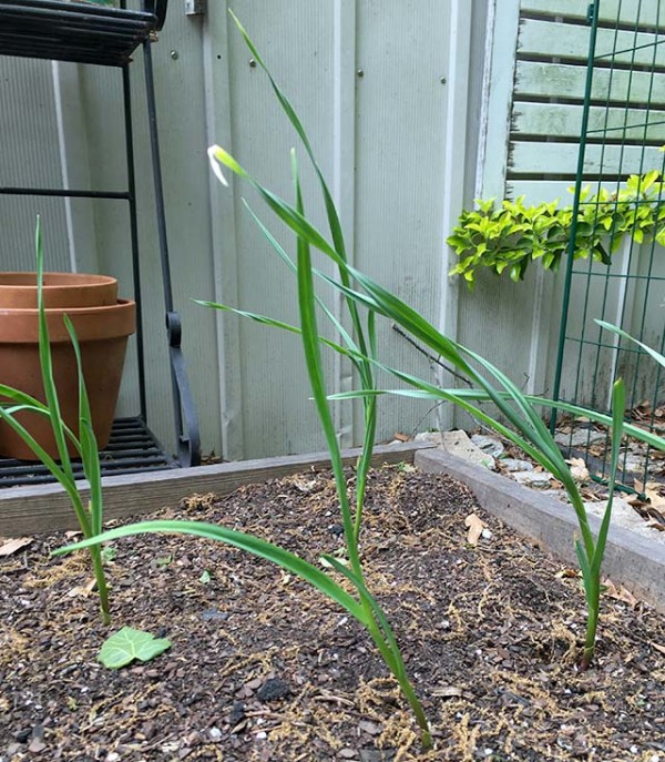 My three-year-old and I planted a ton of green garlic, and you can too! Here's how to grow green garlic and get your littles involved!