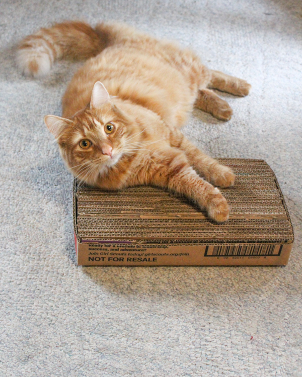 cat laying on cardboard