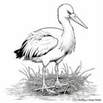 audubon stork coloring pages for creative minds coloring page