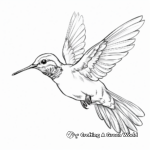Action-Packed Rufous Hummingbird Coloring Pages 3