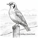 Adult Western Meadowlark Coloring Pages 2