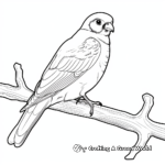 American Kestrel Falcon Coloring Pages 1