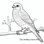 American Kestrel Falcon Coloring Pages 3