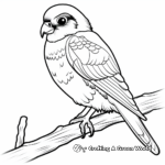 American Kestrel Falcon Coloring Pages 4