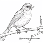 American Robin Coloring Pages for Children 4