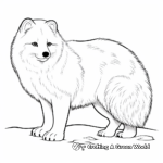 Arctic Fox Winter Adaptation Coloring Pages 1