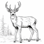 Artistic Mule Deer in the Wild Coloring Pages 4
