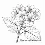 Artistic Rough-Leaved Hydrangea Coloring Pages 2
