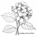Artistic Rough-Leaved Hydrangea Coloring Pages 3