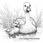 Baby Canada Geese or Goslings Coloring Pages 1