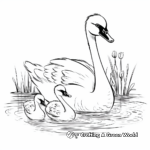 Baby Swan (Cygnets) Coloring Pages for Children 3
