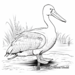Beautiful American White Pelican Coloring Pages 3