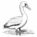 Beautiful American White Pelican Coloring Pages 4