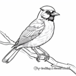 Beautiful Blue Jay Bird Coloring Pages 4