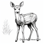 Beautiful Doe Coloring Pages 2