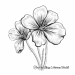 Beautiful Geranium Flower Coloring Pages 1