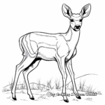 Beautiful Mule Deer Coloring Pages 1