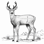 Beautiful Mule Deer Coloring Pages 4