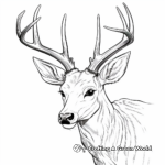 Beautiful White-tailed Deer Coloring Pages 2