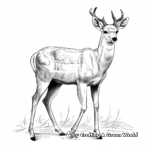 Beautiful White-tailed Deer Coloring Pages 4