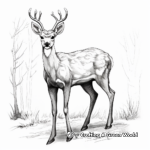 Beautiful White Tailed Deer in Autumn Coloring Page 2