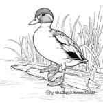 Beautiful Wood Duck Coloring Pages 4