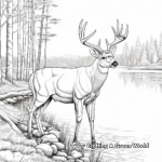 Big Buck Drinking by Lake Coloring Sheets 3