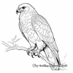 Birds of Prey: Hawk Coloring Pages 1