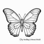 Blue Morpho Butterfly Flight Coloring Pages 2