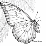 Blue Morpho Butterfly Wing Detail Coloring Pages 1
