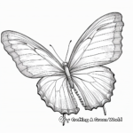 Blue Morpho Butterfly Wing Detail Coloring Pages 3
