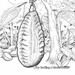 Cacao Pod from Theobroma Tree Coloring Pages 3