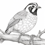 California Quail Coloring Pages 1